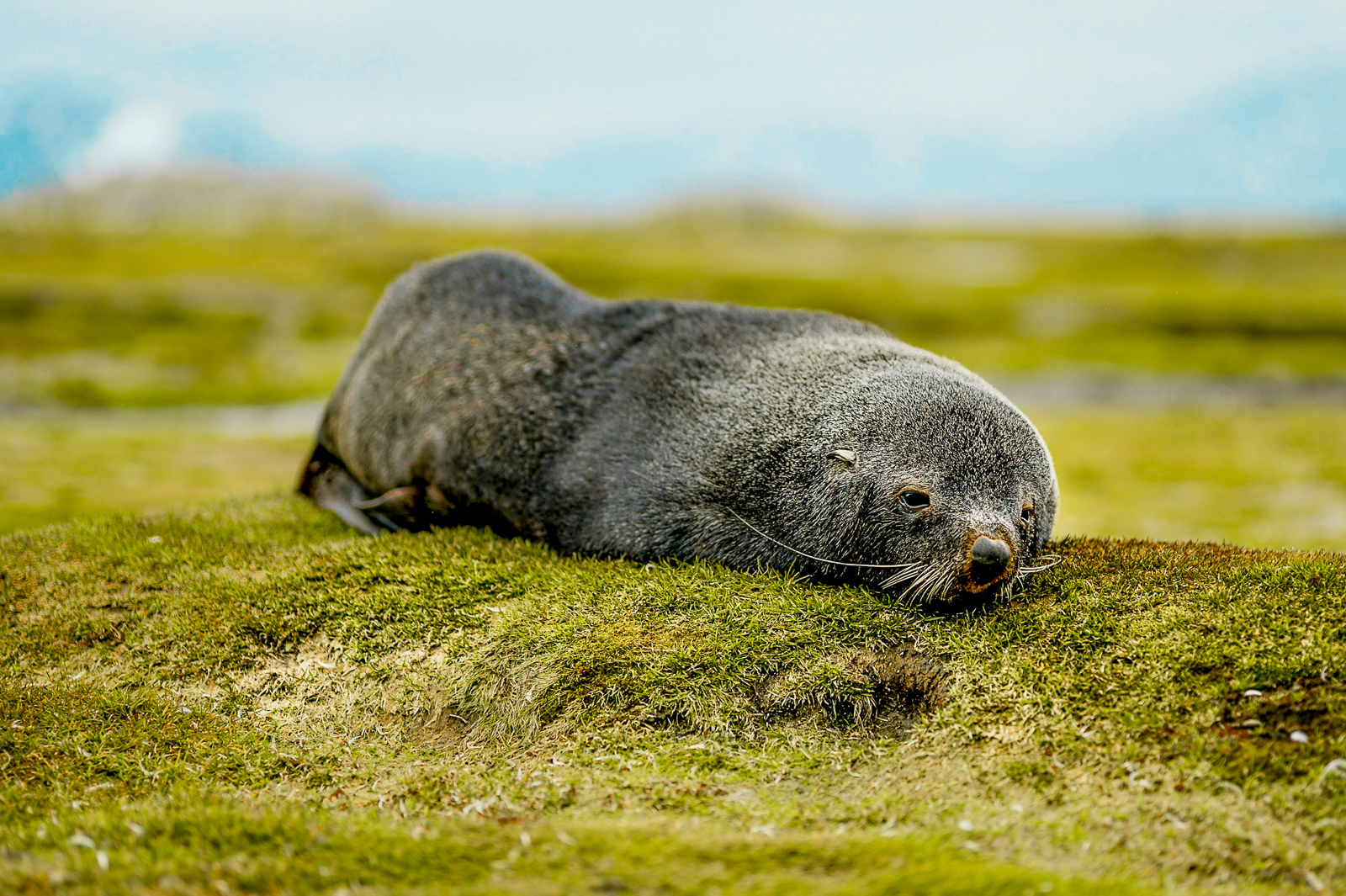 A seal sleeping on South Georgia