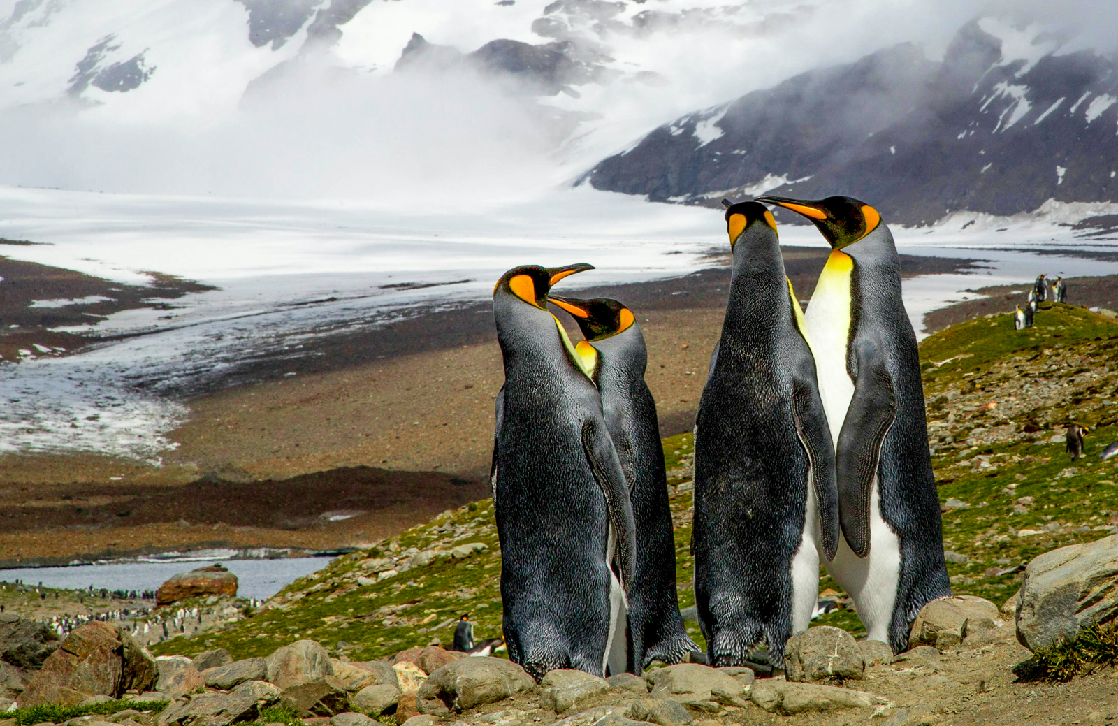 Penguins spotted in South Georgia, Antarctica