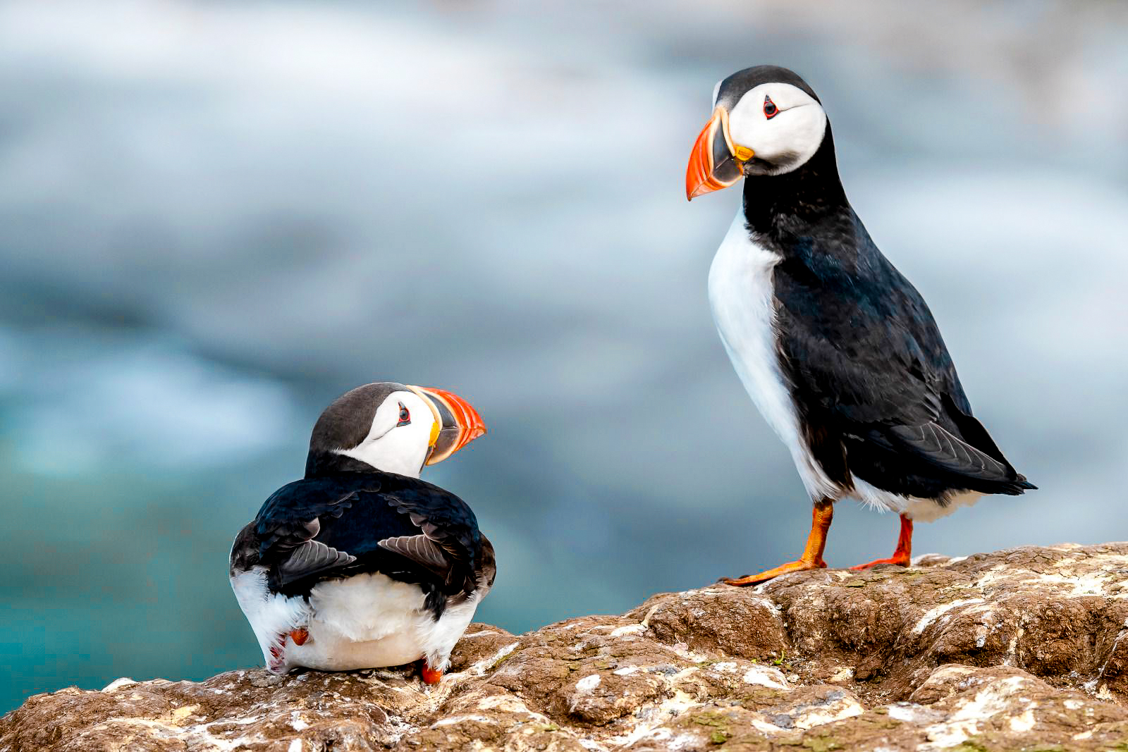 Puffins spotted in the Arctic from Ponant's Le Boreal cruise ship