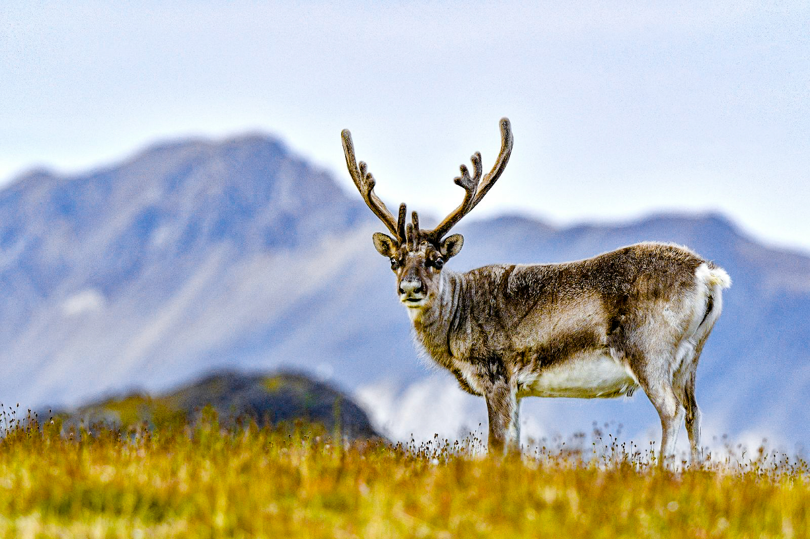 A reindeer spotted in the Arctic from Ponant's Le Boreal cruise ship