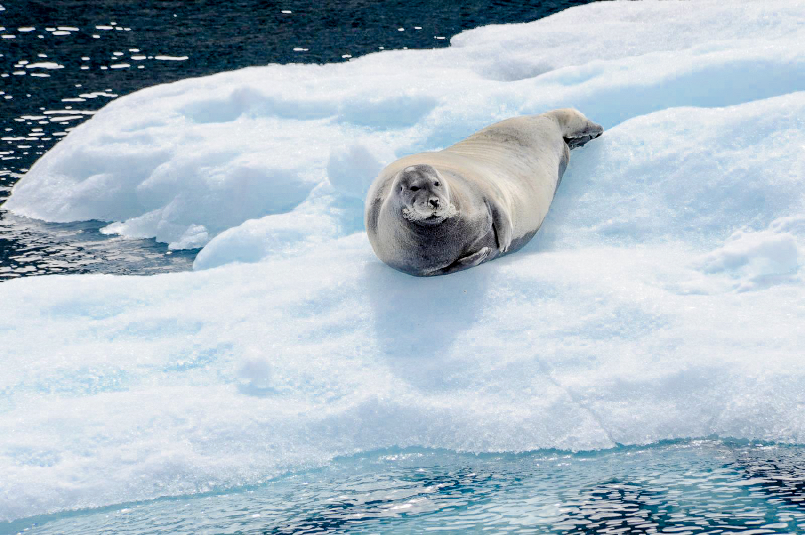 A seal spotted in the Arctic from Ponant's Le Boreal cruise ship