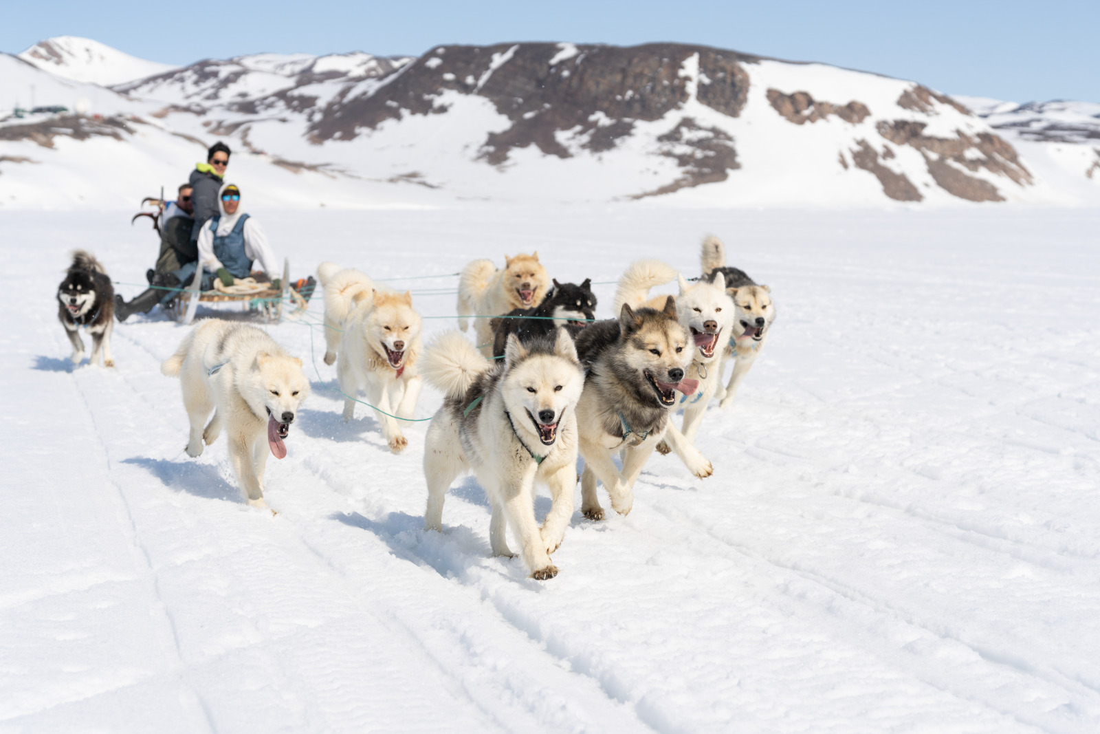 Dog sledding with an Arctic Inuit near Ponant's Le Commandant Charcot cruise ship