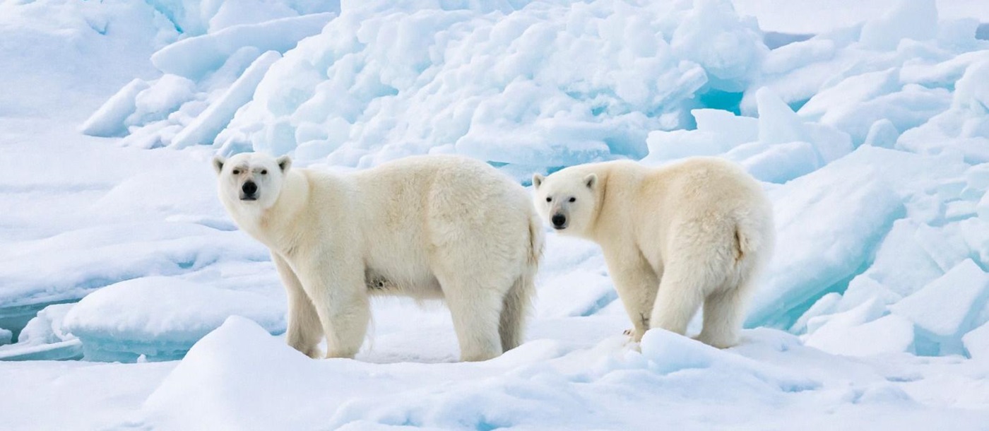 Polar bears spotted from Ponant's Le Commandant Charcot in the Arctic