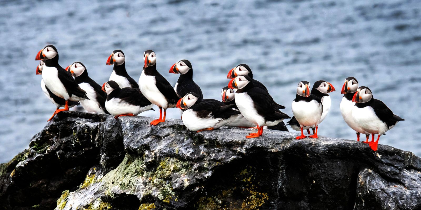 Arctic puffins viewed from Ponant's Le Commandant Charcot cruise ship