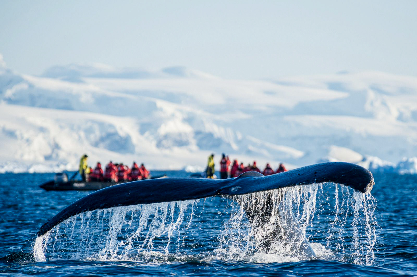 A whale spotted breaching on a zodiac cruise from Ponant's Le Commandant Charcot in Arctic