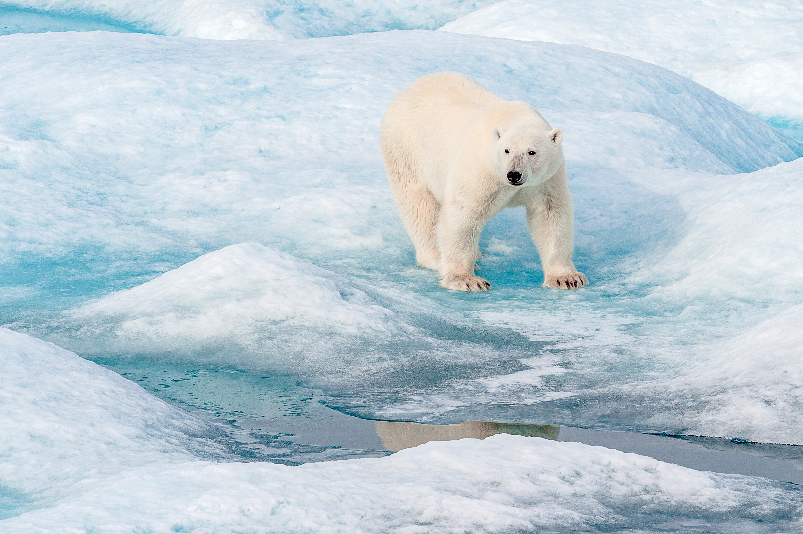 A polar bear spotted from Ponant's Le Lyrial cruise ship in the Arctic