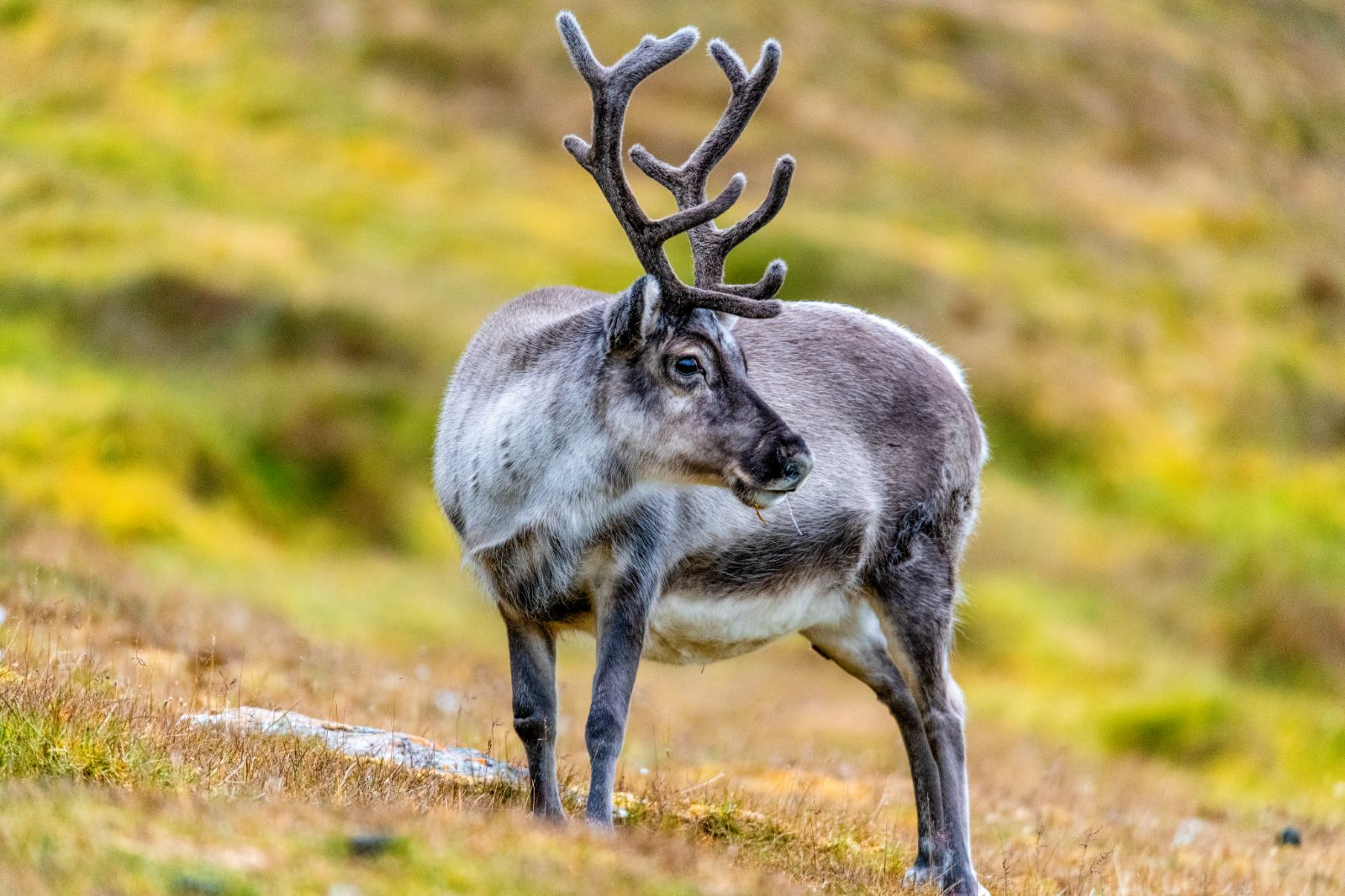 A reindeer spotted from Ponant's Le Lyrial cruise ship in the Arctic
