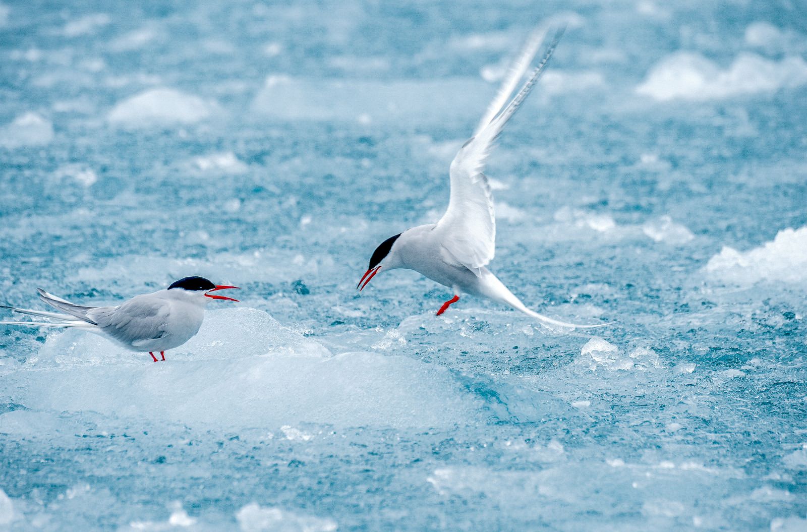 Arctic terns spotted from Ponant's Le Lyrial cruise ship