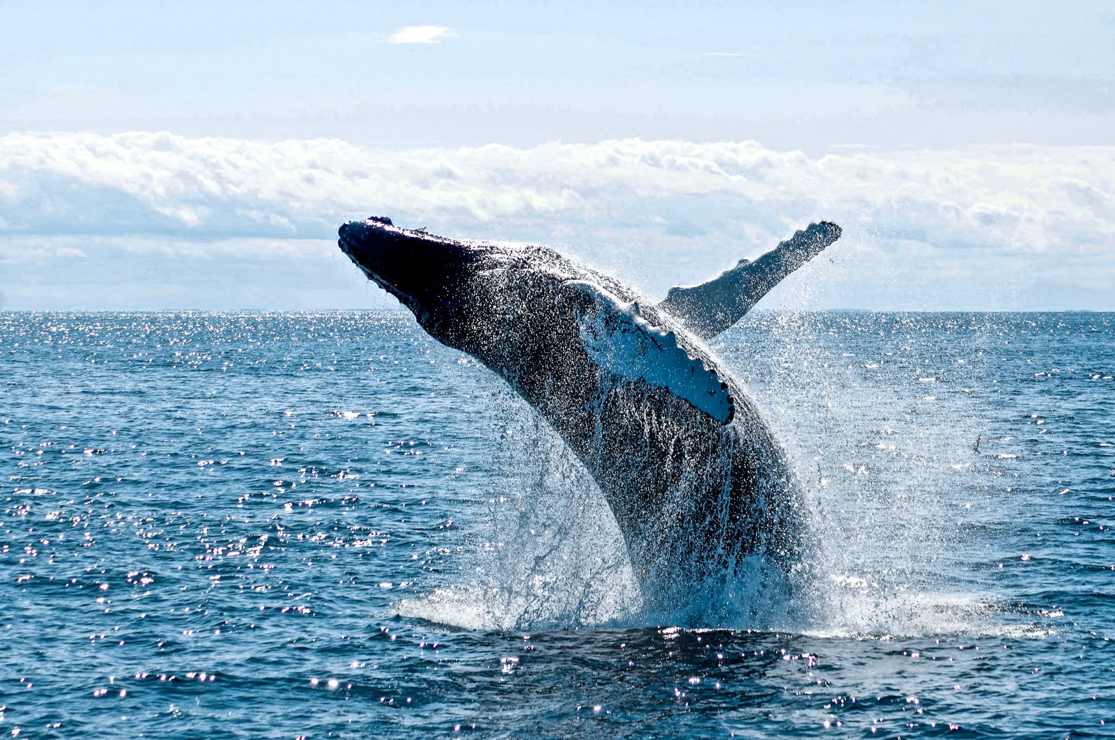 A humpback whale breaching Arctic waters