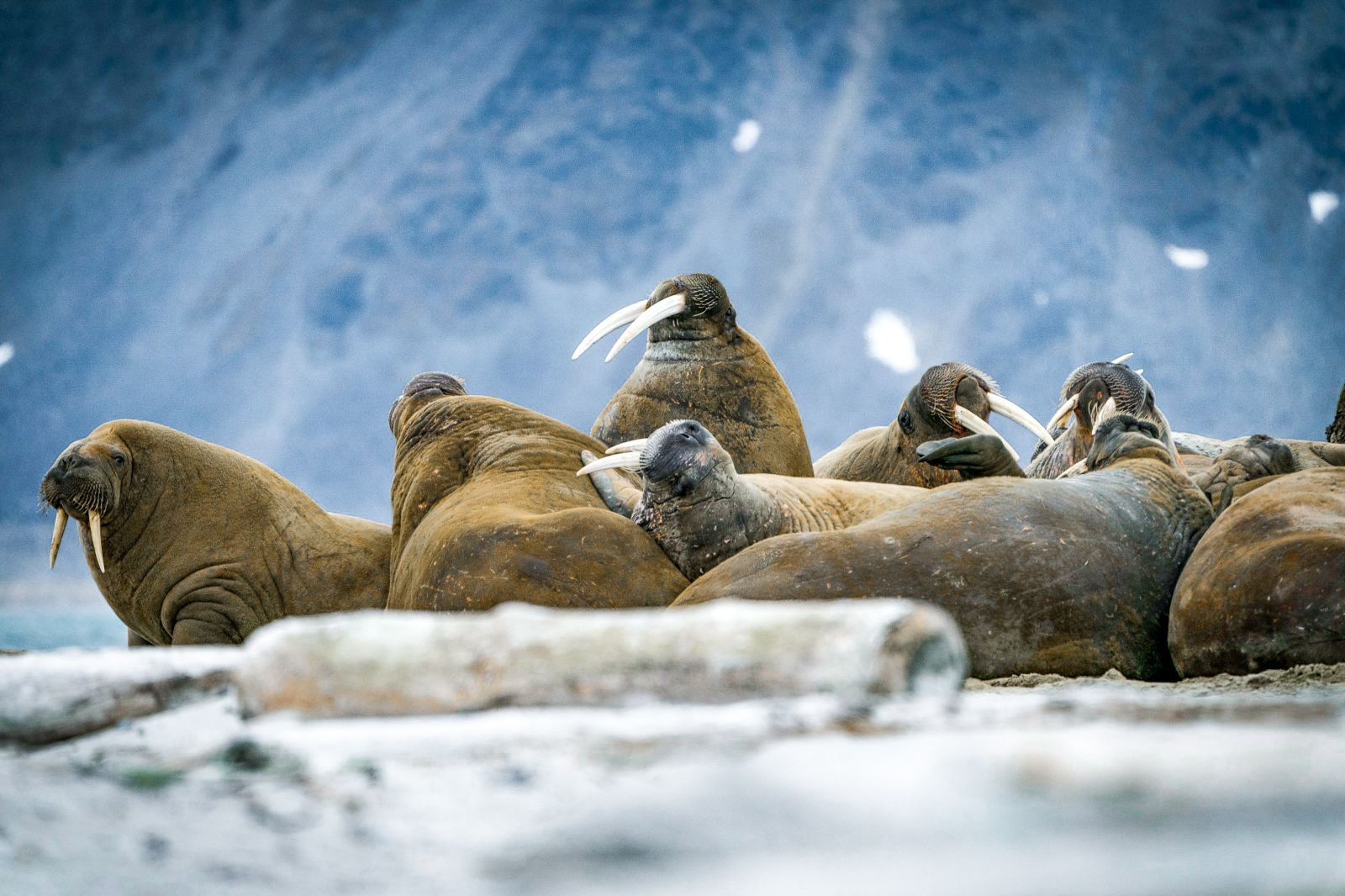 A group of walruses in the Arctic