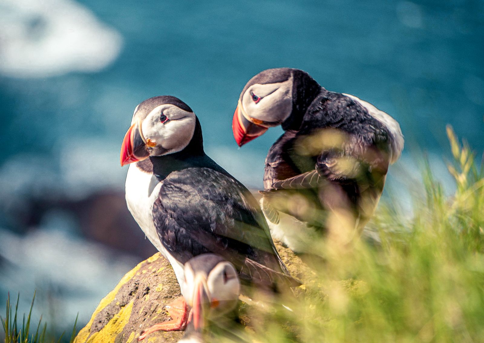 Puffins spotted in the Arctic from SIlversea's Silver Endeavour cruise ship