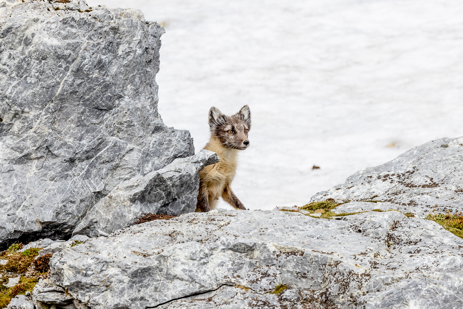 An Arctic fox spotted in the Arctic from Aurora Expeditions' Sylvia Earle expedition cruise ship