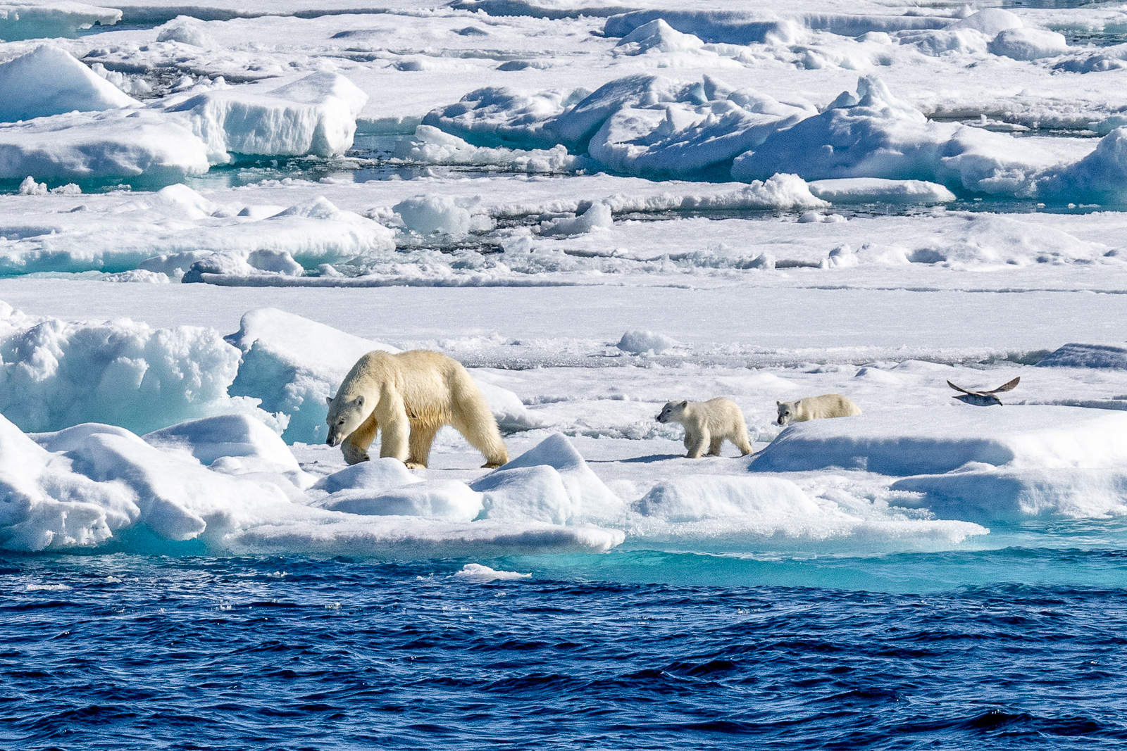Polar bears spotted from Aurora Expeditions' Sylvia Earle expedition cruise ship in the Arctic