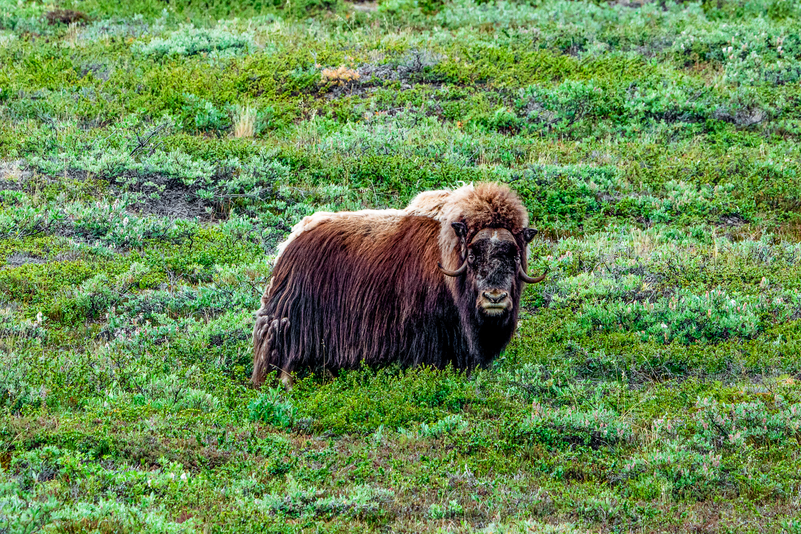 A musk ox spotted in Greenland by guests of Aurora Expeditions' Sylvia Earle cruise ship