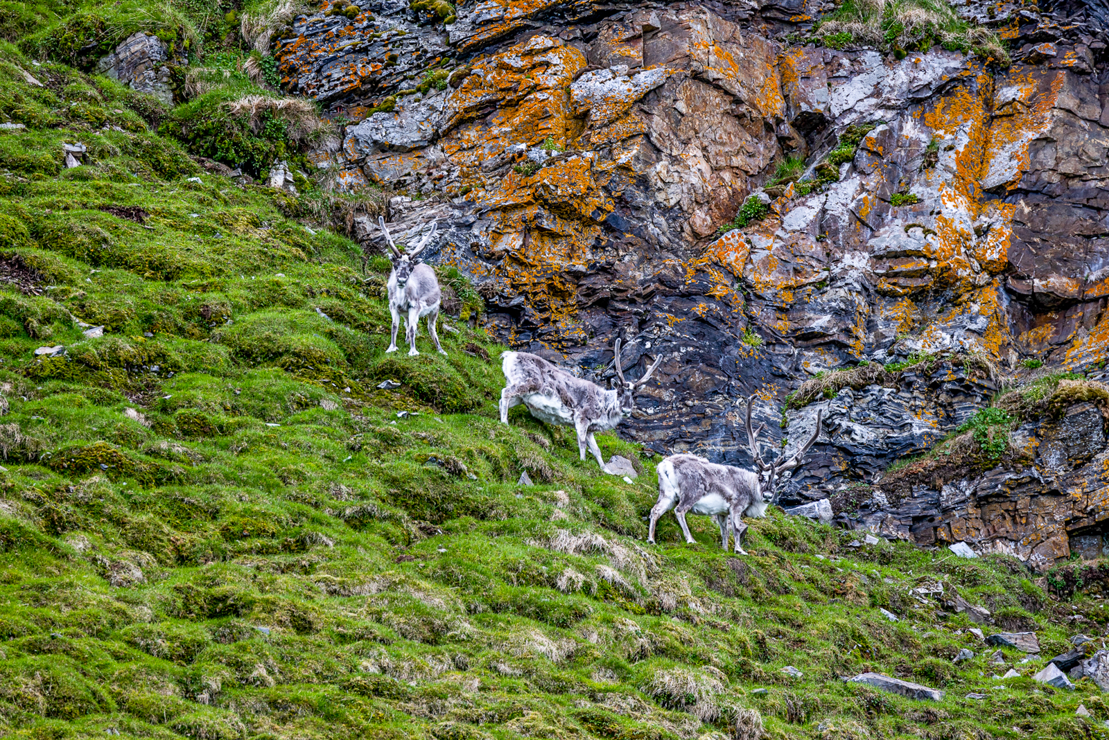 Reindeer spotted in the Arctic from Aurora Expeditions' Sylvia Earle expedition cruise ship