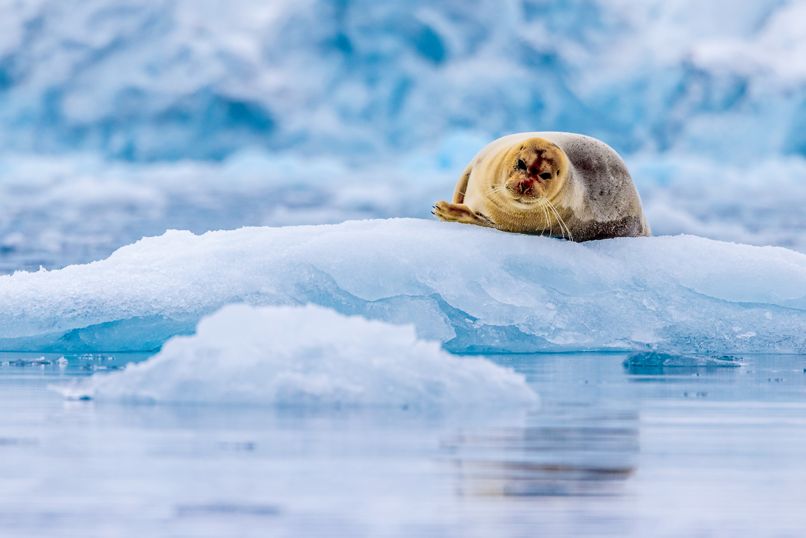 A seal in the Arctic viewed from Aurora Expeditions' Sylvia Earle expedition cruise ship