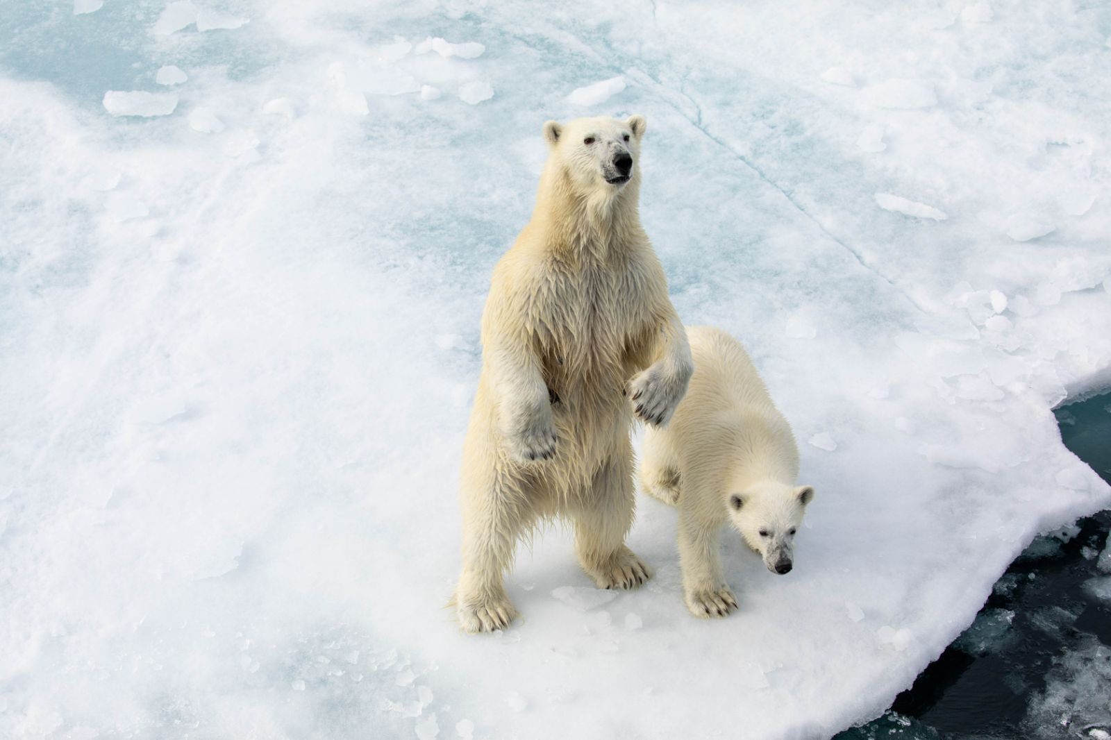 Polar bears spotted from Quark Expeditions Ultramarine cruise ship in the Arctic