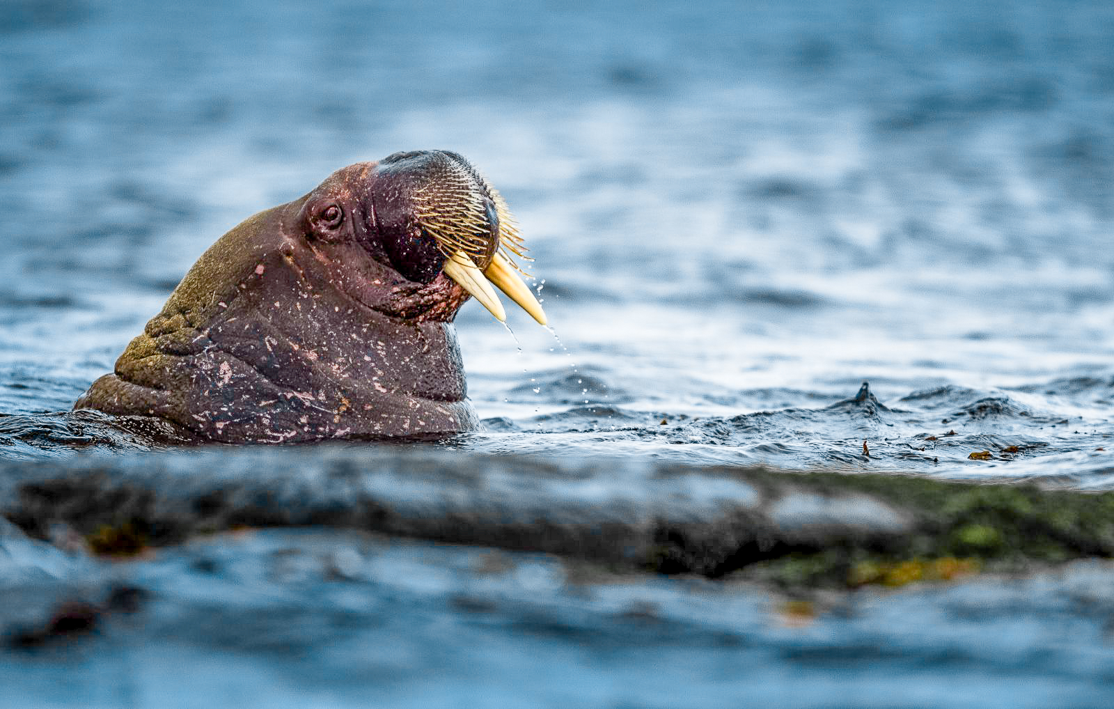 A walrus spotted in the Arctic from Quark Expeditions' Ultramarine cruise ship