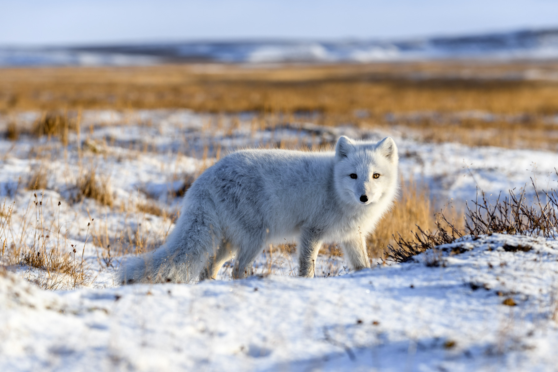 An arctic fox spotted on the tundra