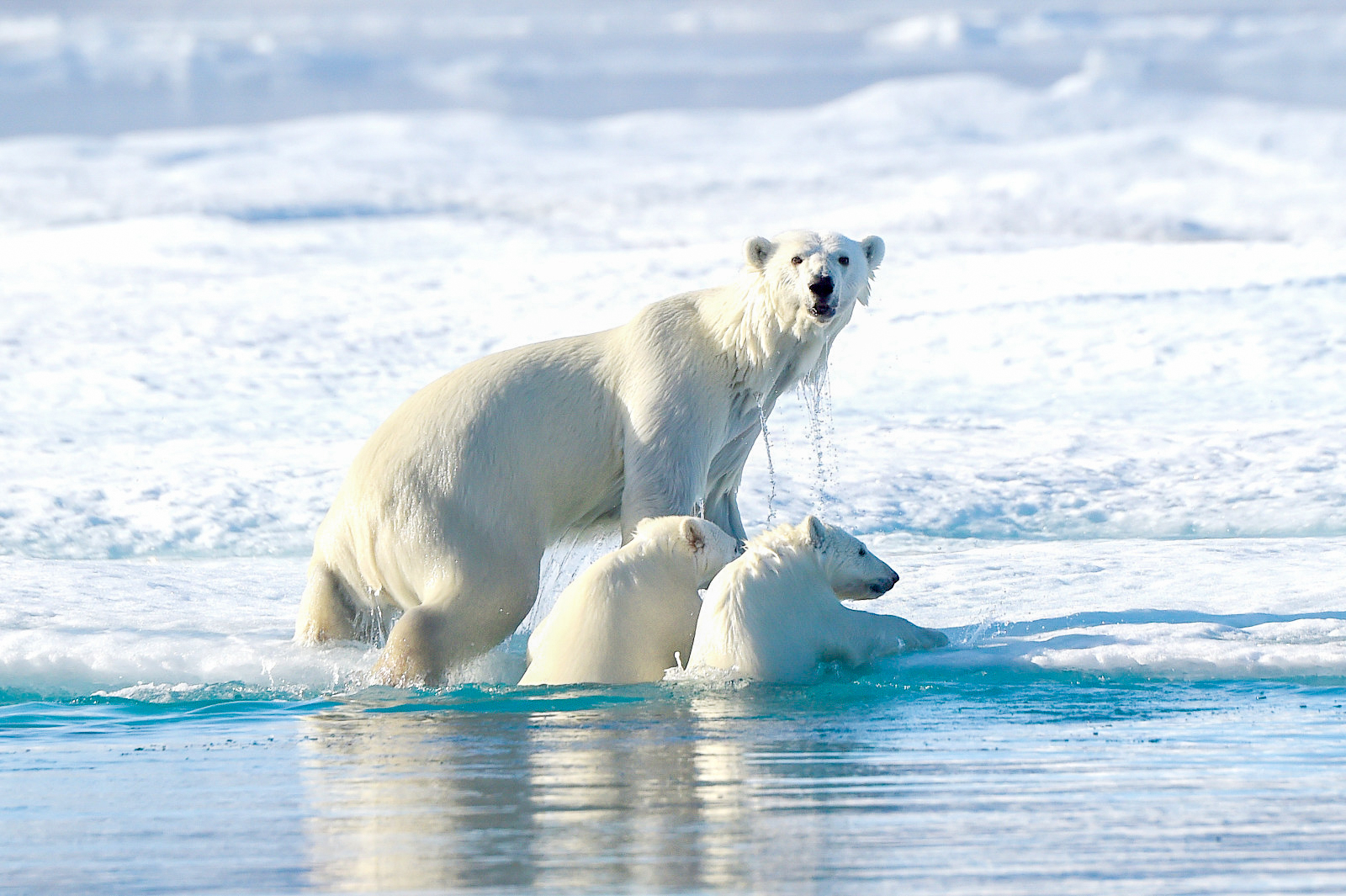 Polar Bears spotted in the Arctic from a Ponant cruise ship