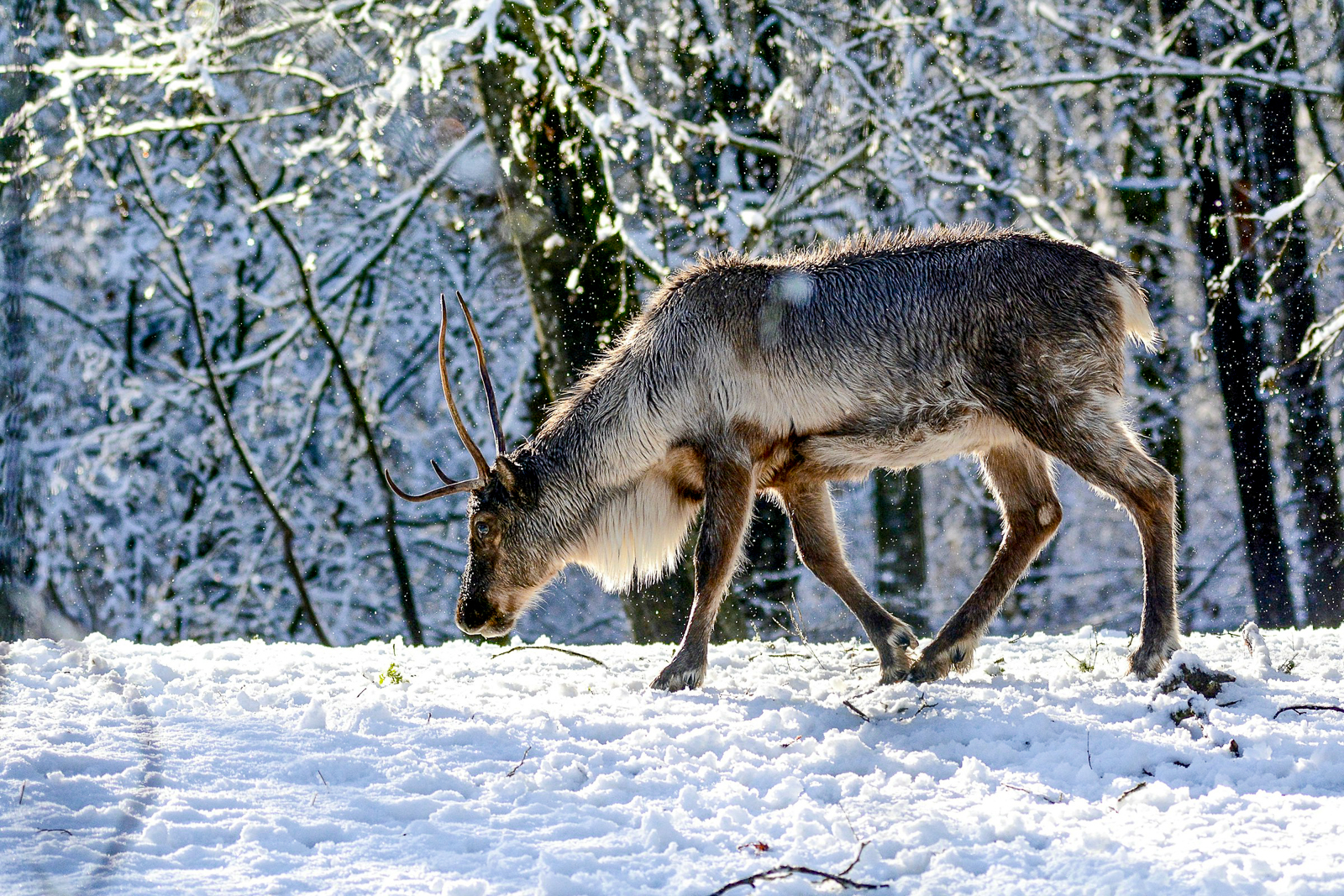 A reindeer in the Arctic woodland