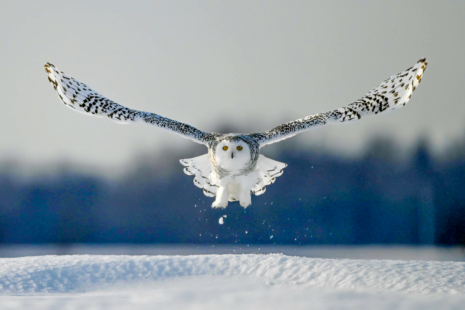 A snowy owl spotted flying in the Arctic tundra