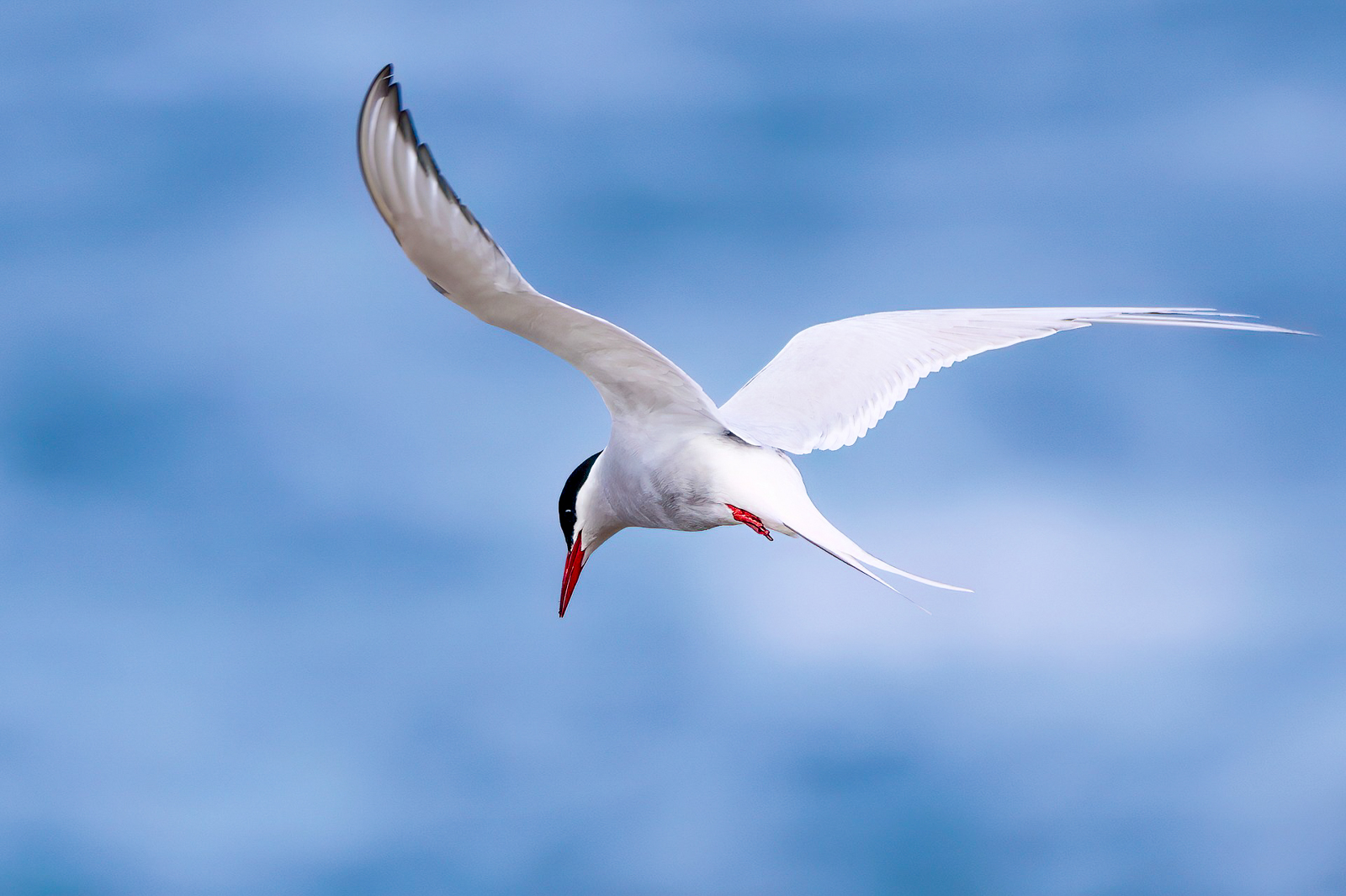 An Arctic tern spotted flying over the Arctic Ocean