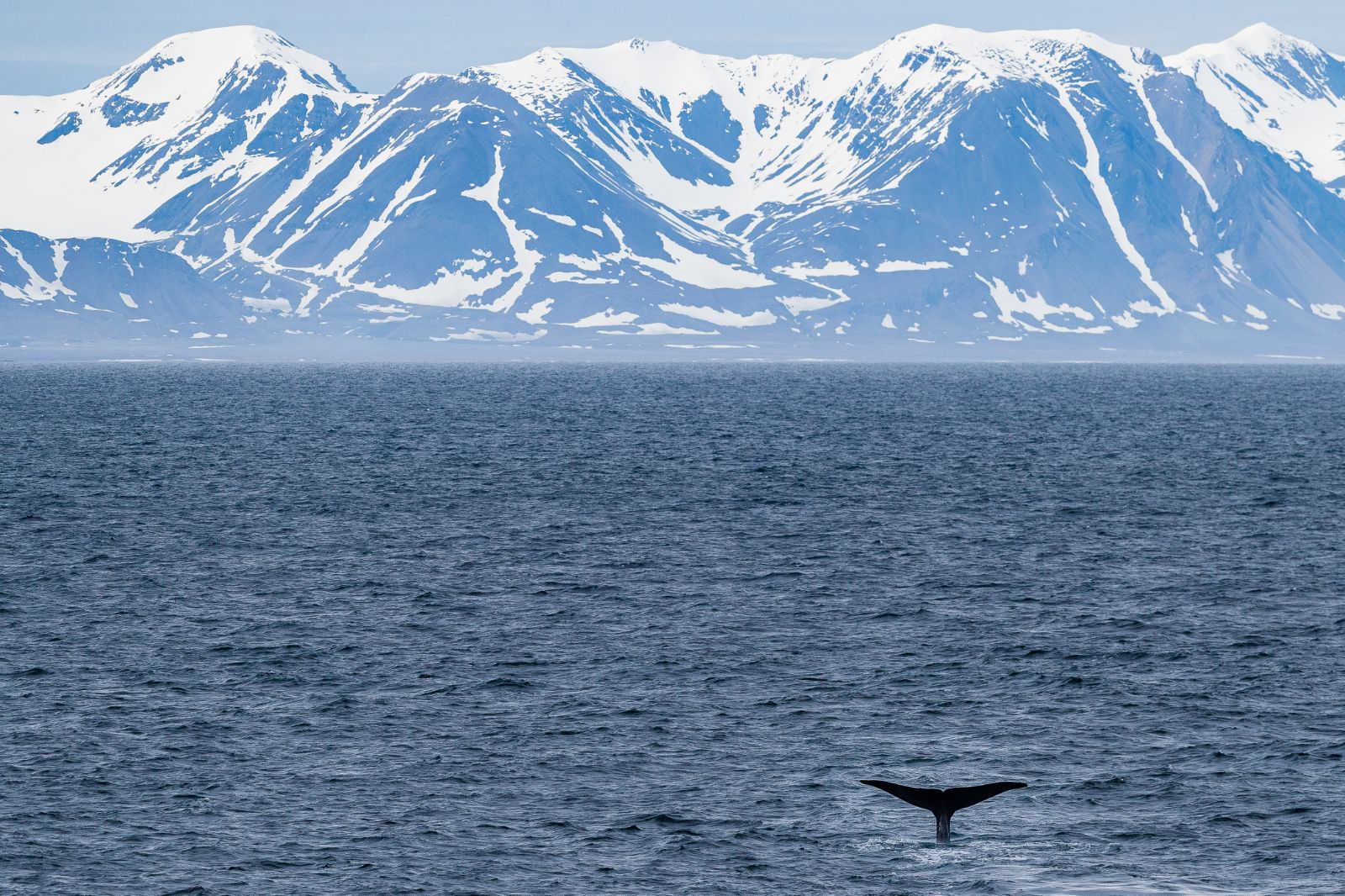 Tail of a blue whale in Arctic waters near Greenland