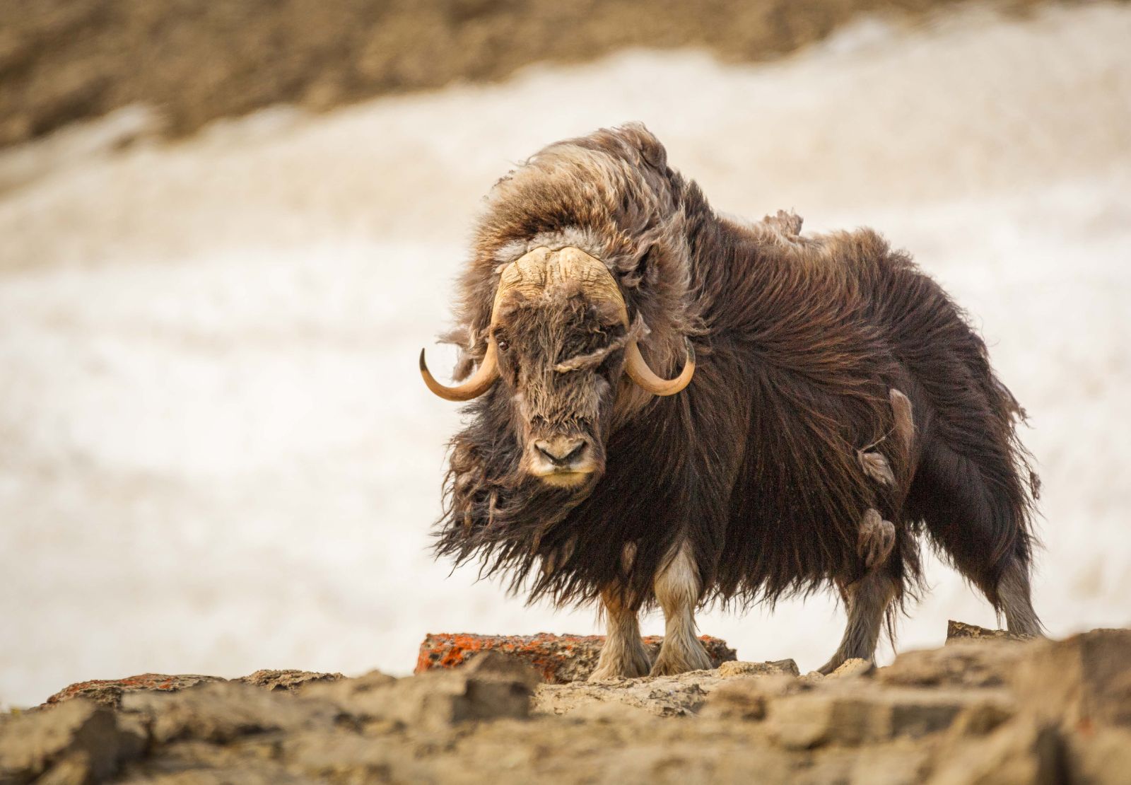 A musk ox in Arctic tundra in Greenland