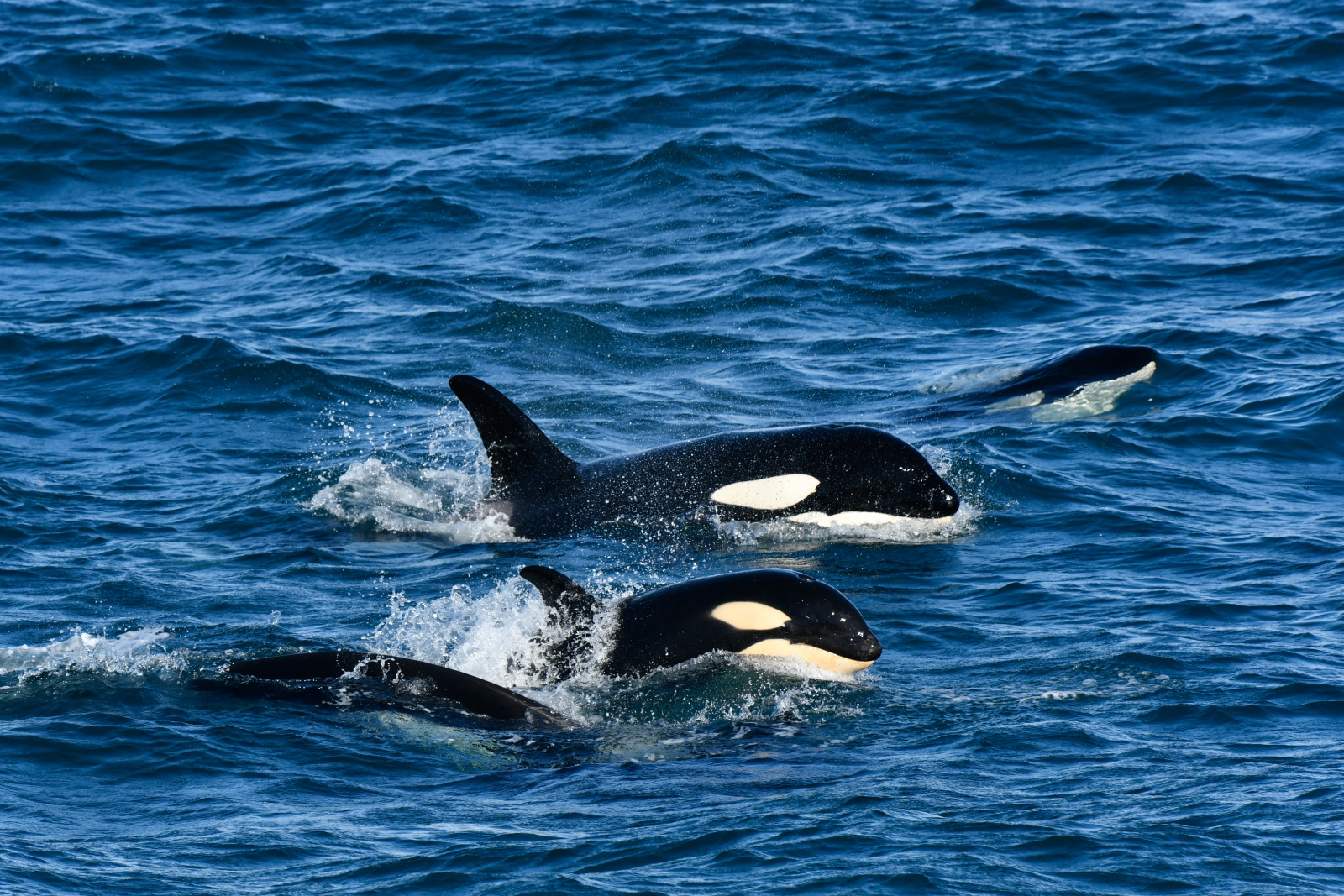 Orcas diving through Arctic waters near Greenland