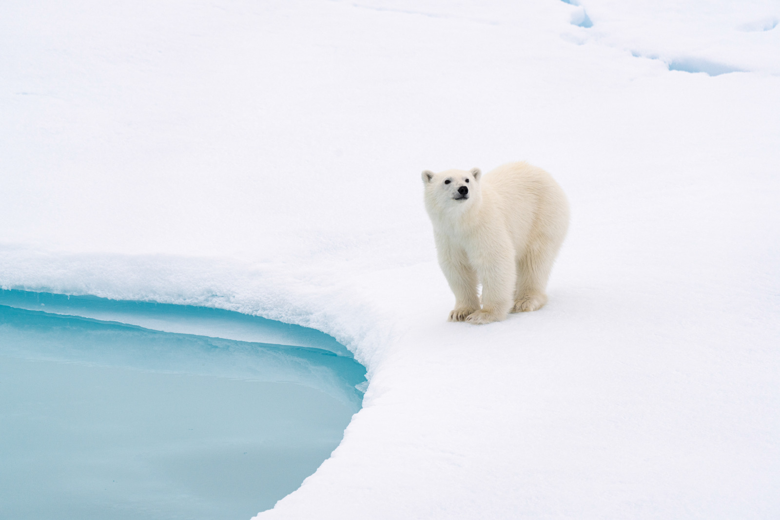 A polar bear standing on the edge of an ice floe in the Arctic