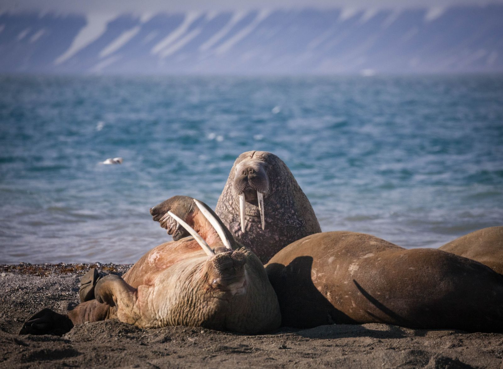 Arctic walruses lying on a beach in Spitsbergen, Norway