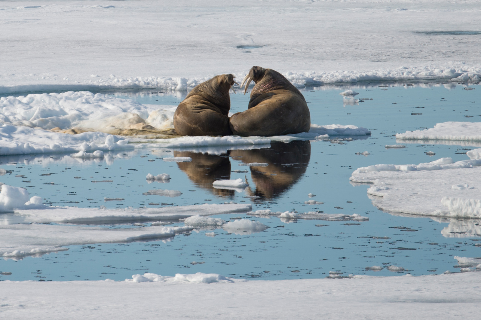A pair of walruses resting on pack ice in the Arctic