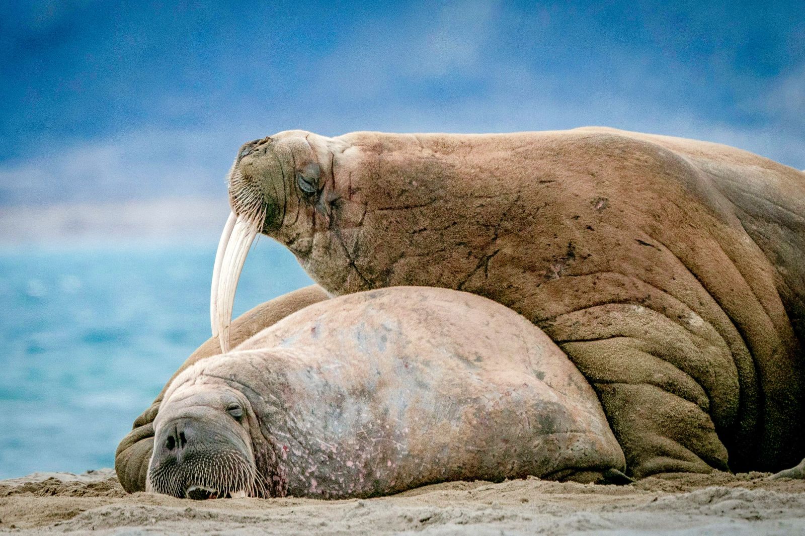 Two Atlantic walruses lying on a beach in the Arctic