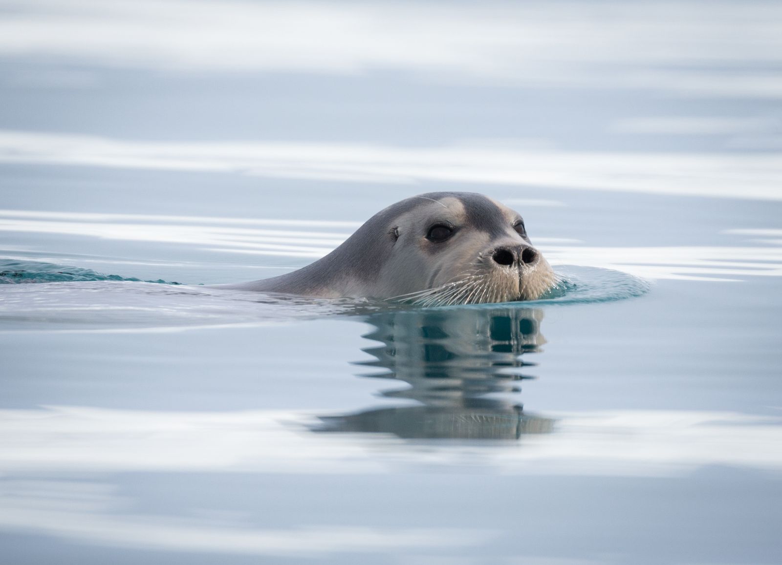 A bearded seal in Arctic waters near Spitsbergen, Norway