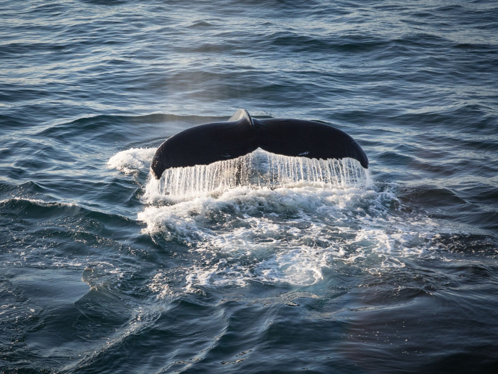 Humpback whale tail emerging from Arctic waters in Greenland