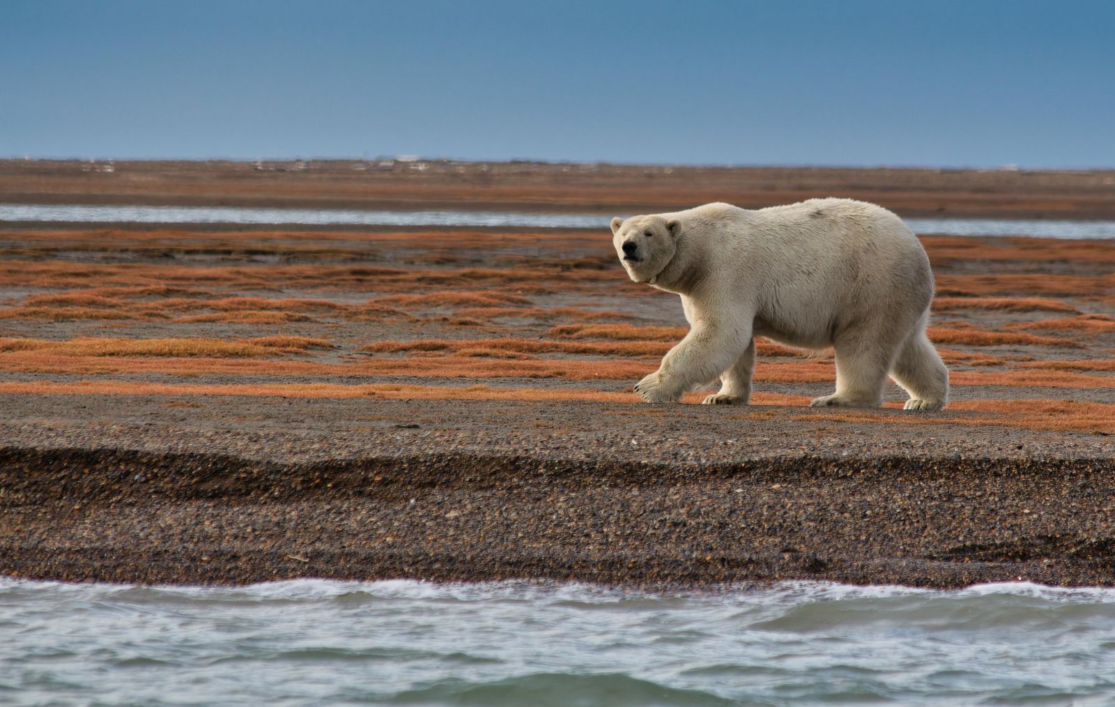 A polar bear walking along a shingle beach