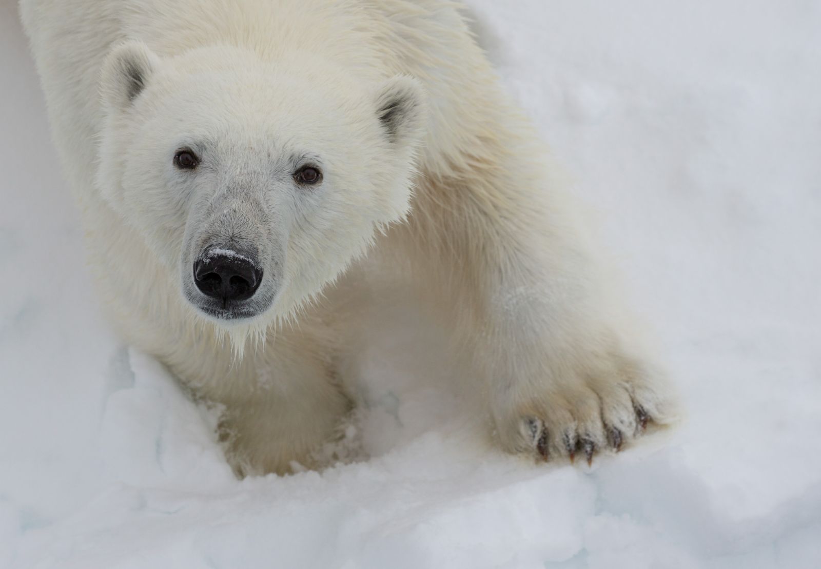 Closeup of a polar bear looking up at the camera in Svalbard, Norway