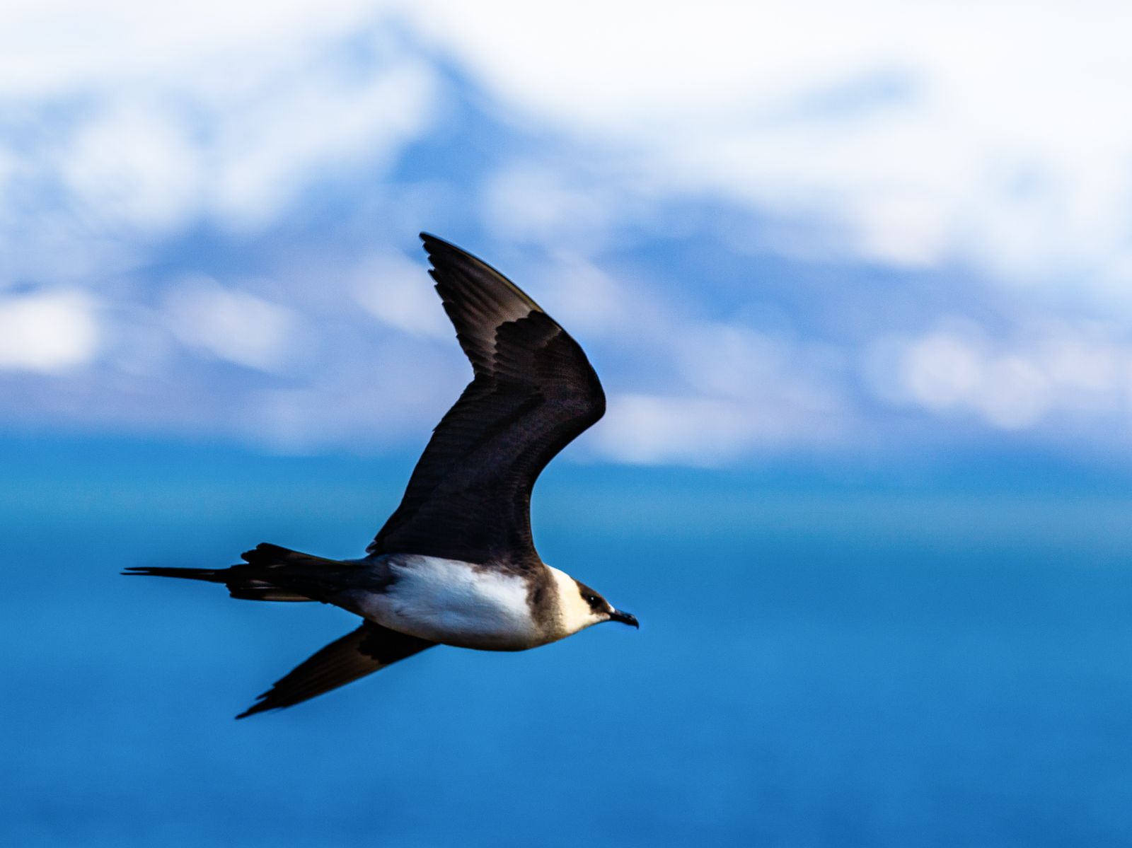 An Arctic skua in flight in Svalbard, Norway