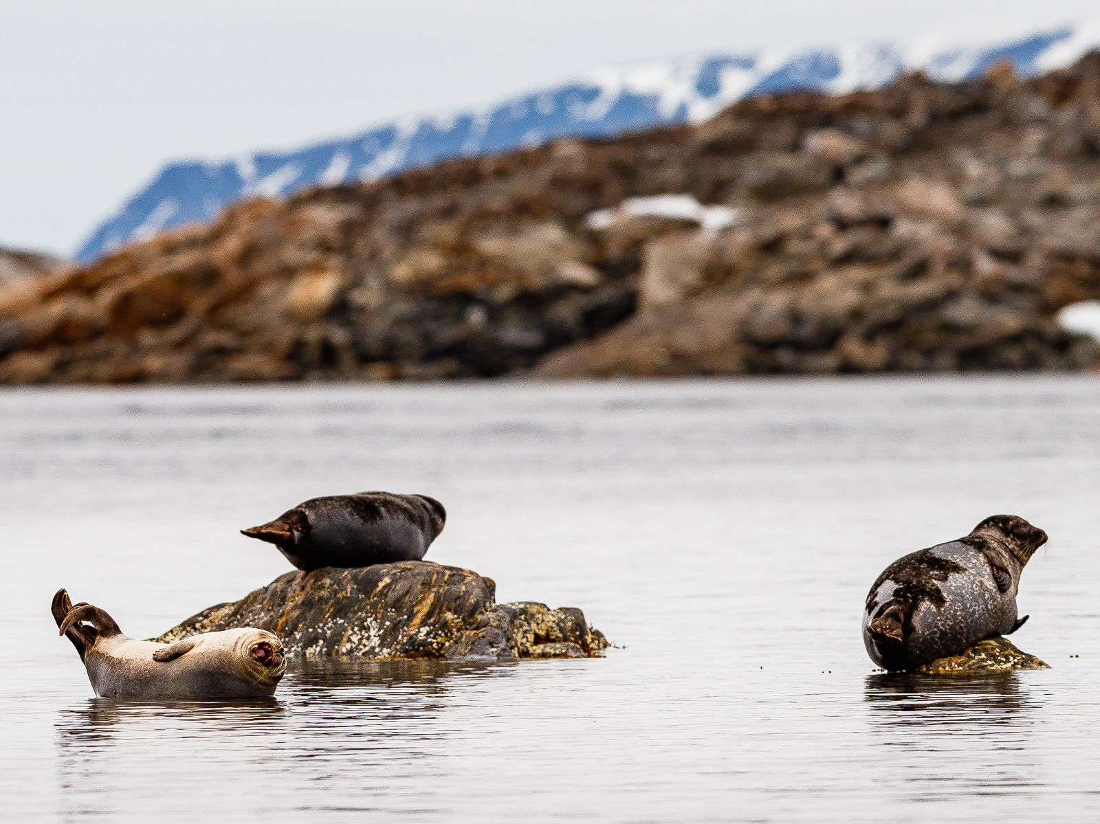 Sea lions resting on rocks off the coast of Spitsbergen in Norway