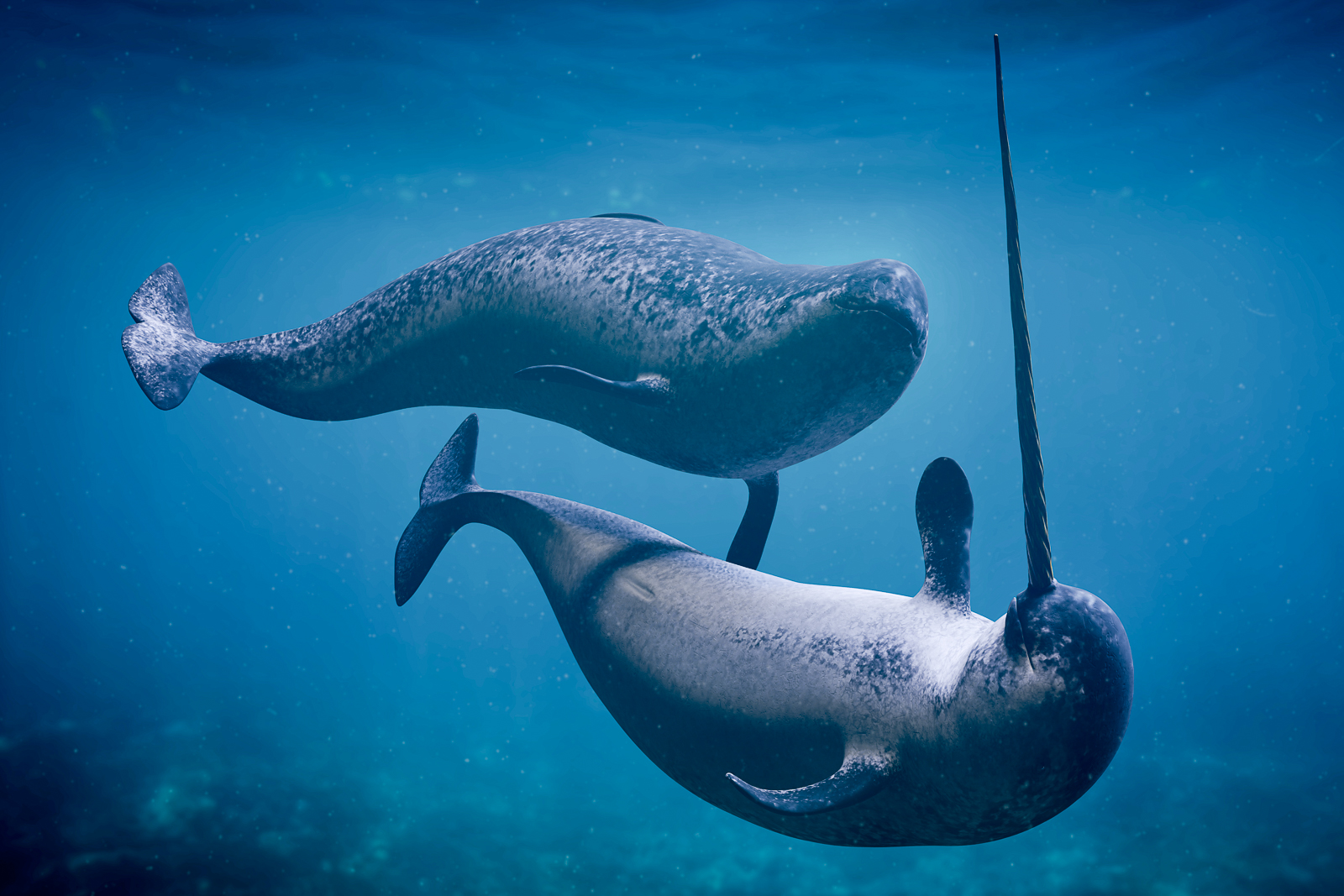 A male and female narwhal swimming in Arctic waters