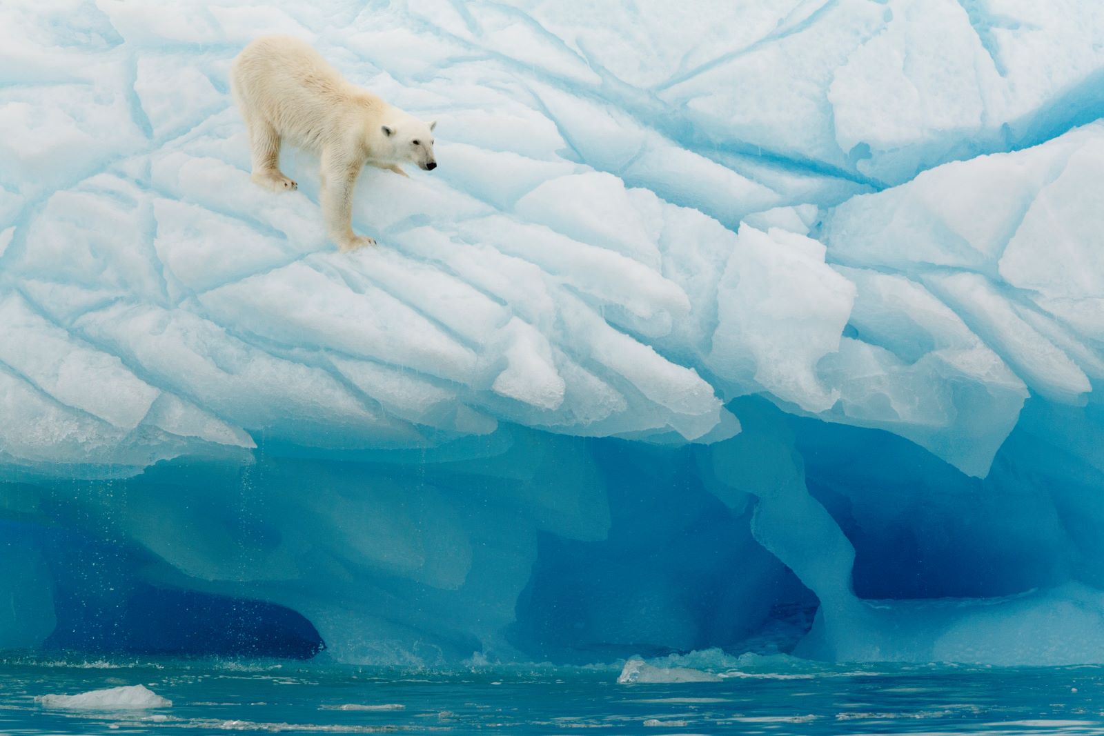 A polar bear scaling the ice in the Arctic