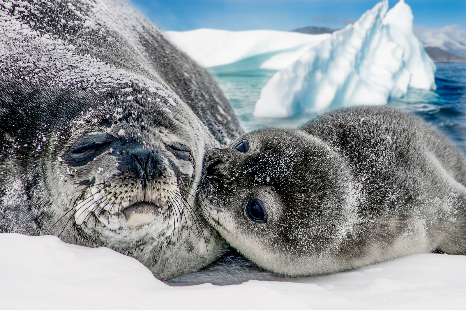 A seal pup and its mother spotted in the Arctic