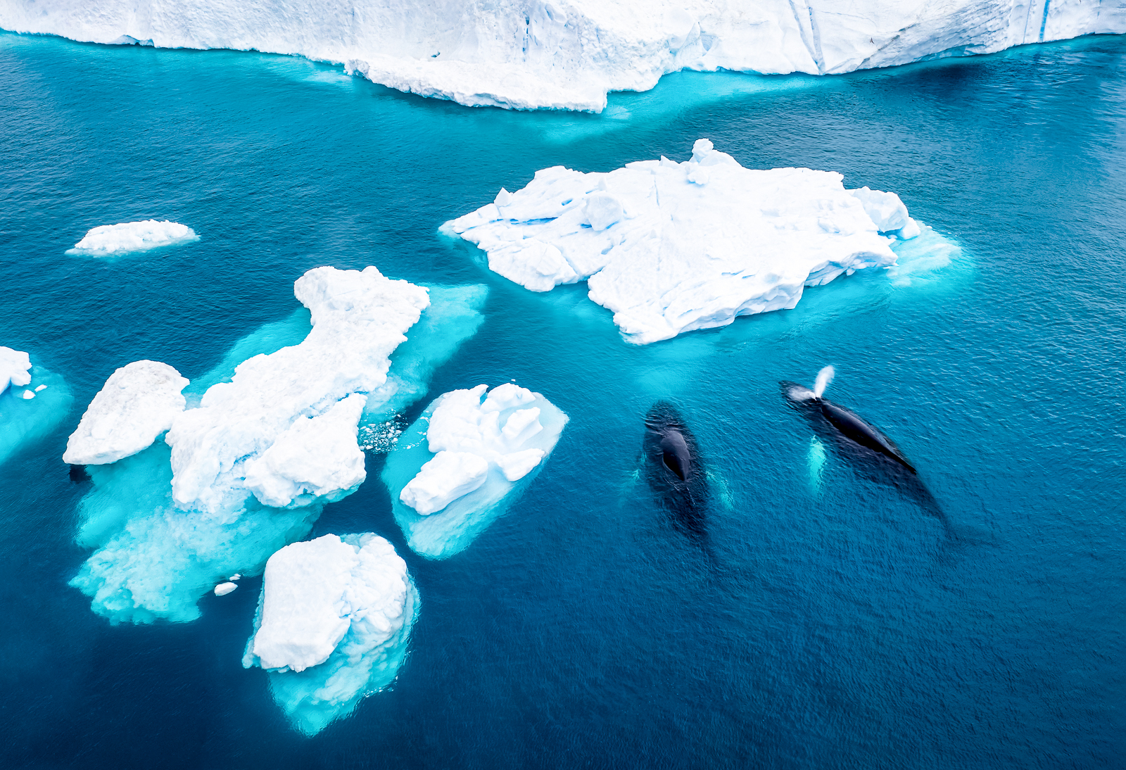 Two humpback whales swimming around icebergs in the Arctic