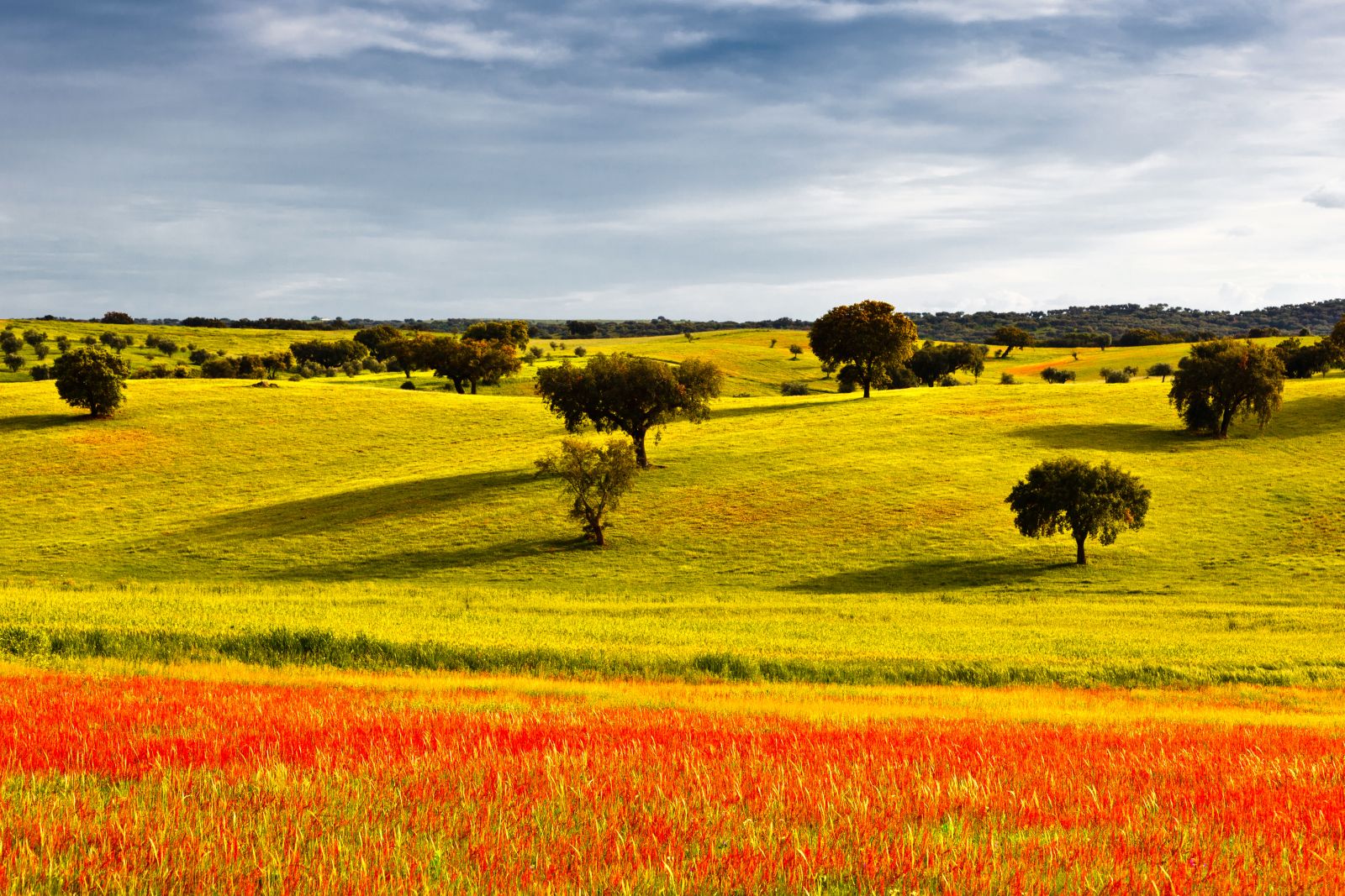 Wildlflowers in the meadows in the Alentejo region of Portugal