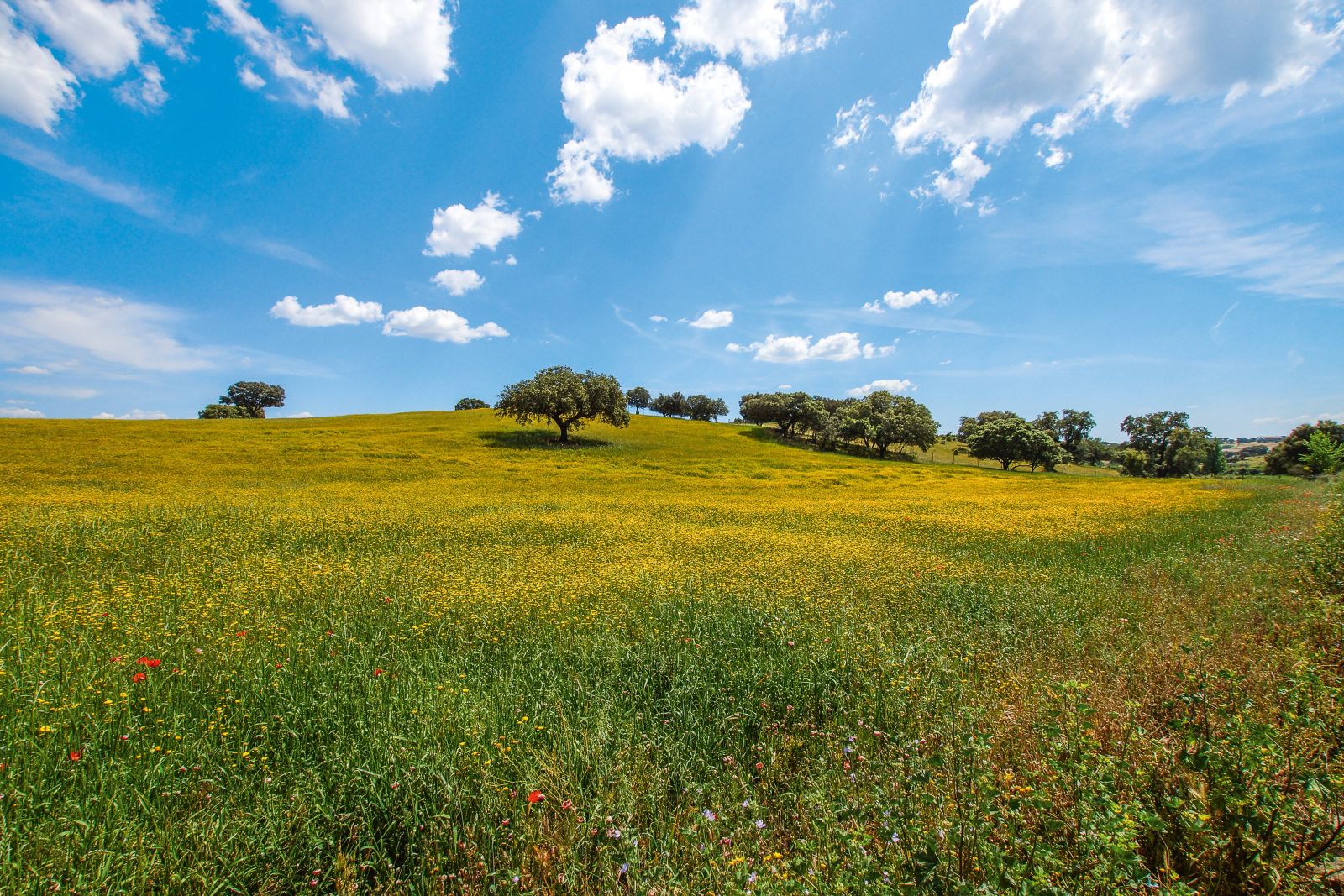 A meadow and cork forest in Alentejo Portugal