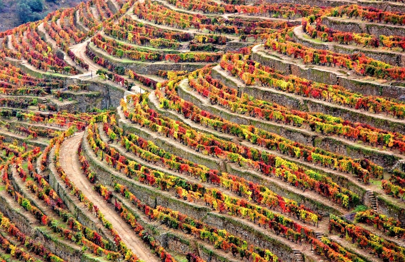 Terraces of vineyards changing colour in autumn in Portugal's Douro Valley
