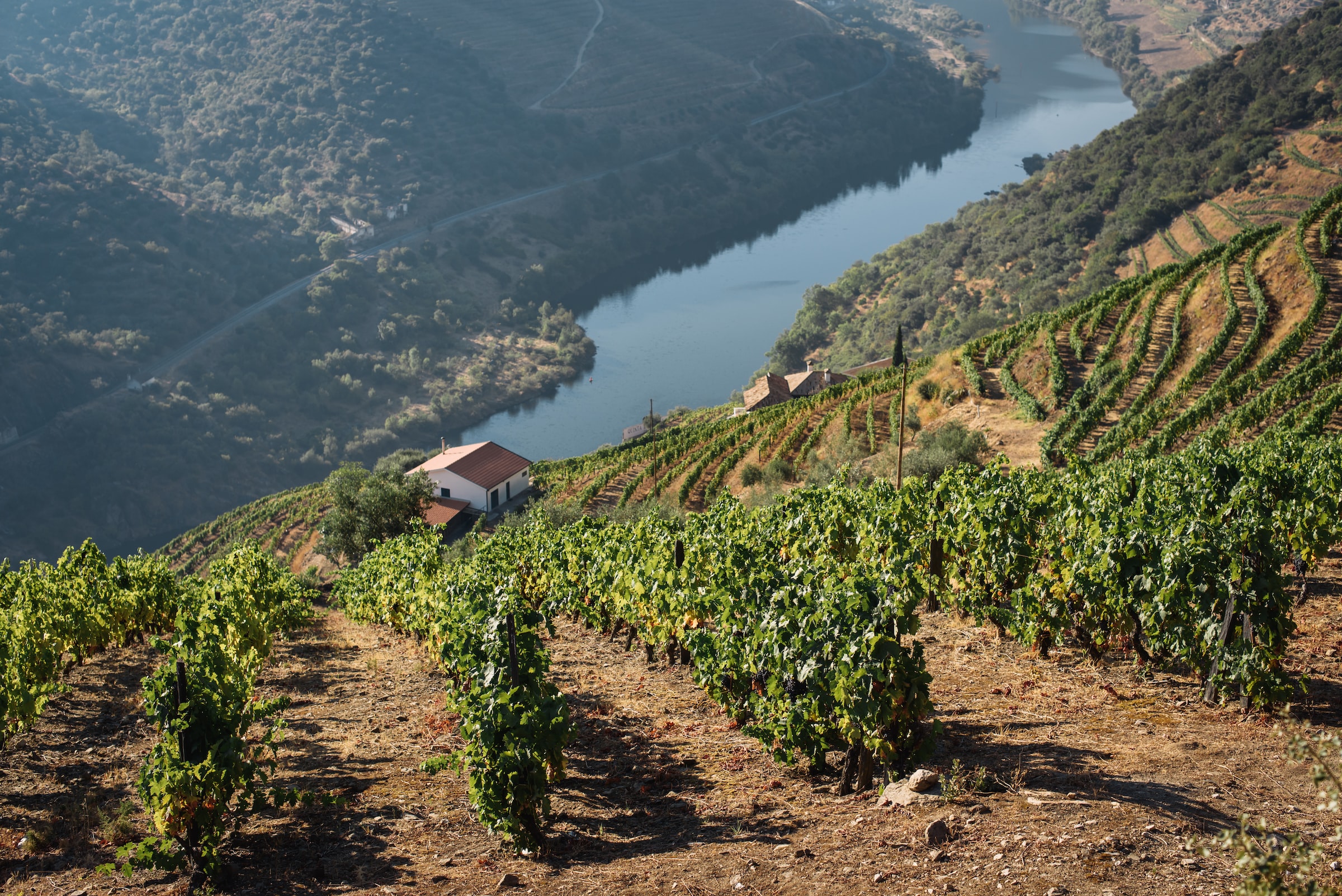 Rows of grapevines in a vineyard in the Douro Valley in Portugal