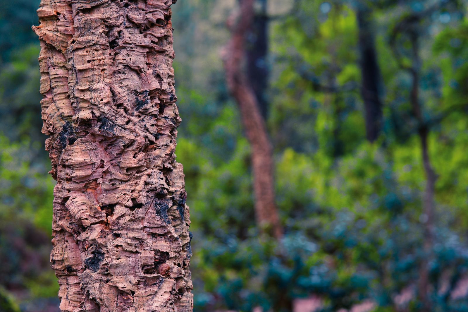 Cork tree in Valentejo cork tree forest