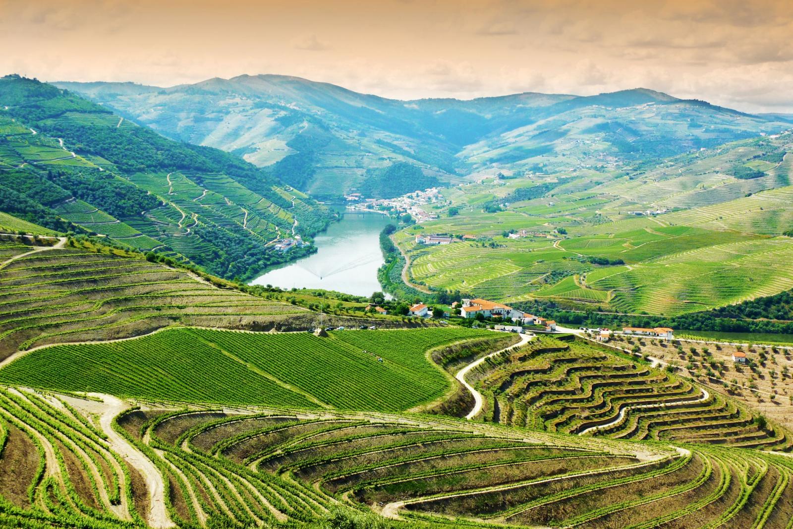 Vineyard in Douro Valley, Portugal